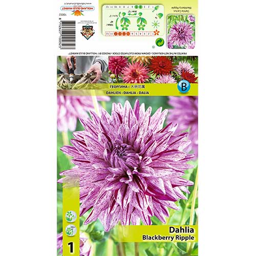 1 Stück, Dahlie Blackberry Ripple - Stauden: Ilość w opakowaniu: 1 Stück
