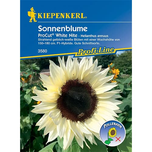 1 szt, Sonnenblume Pro Cut White Nite F1 - Samen: Ilość w opakowaniu: 1 Stück