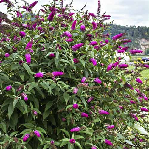 1 Pflanze(n), Buddleia Miss Ruby PBR, C3 - Setzlinge: Ilość w opakowaniu: 1 Pflanze(n)