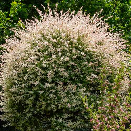 1 szt, Weide Japanische Hakuro Nishiki - Setzlinge: Ilość w opakowaniu: 1 szt