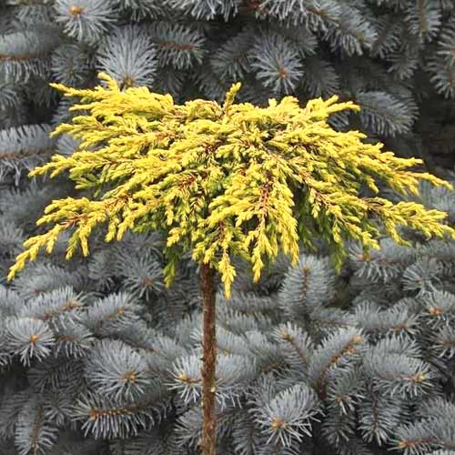 1 Pflanze(n), Teppichwacholder Goldschatz, С3 - Setzlinge: Ilość w opakowaniu: 1 Pflanze(n)