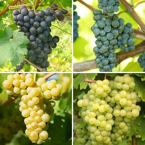 4 Pflanze(n), Tolles Angebot! Weintrauben der Verlockung, Set mit 4 Setzlingen - Setzlinge: Ilość w opakowaniu: 4 Pflanze(n)