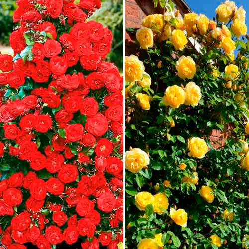 Tolles Angebot! Kletterrosen-Set Duo, Setzlinge 2er Set - Setzlinge: Ilość w opakowaniu: 2 Pflanze(n)