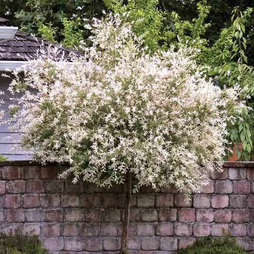 1 Pflanze(n), Kätzchenweide Pendula, С5 - Setzlinge: Ilość w opakowaniu: 1 Pflanze(n)