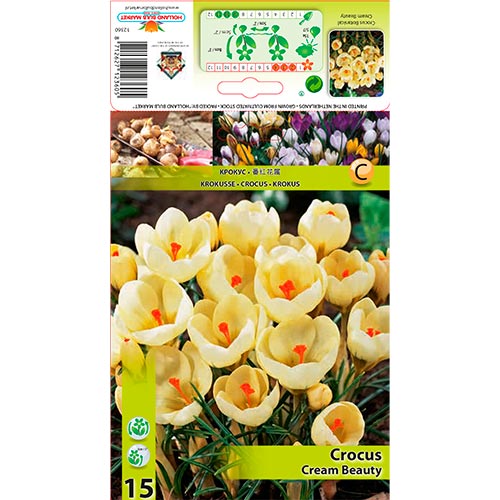 15 Stück, Krokus Cream Beauty - Blumenzwiebeln: Ilość w opakowaniu: 15 Stück