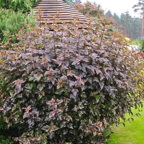 1 Pflanze(n), Blasenspiere Red Baron, P9 - Setzlinge: Ilość w opakowaniu: 1 Pflanze(n)