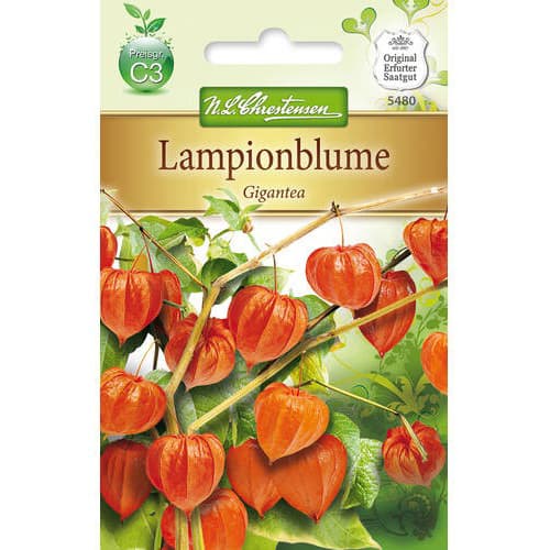 1 szt, Lampionblume Gigantea - Samen: Ilość w opakowaniu: 1 Stück