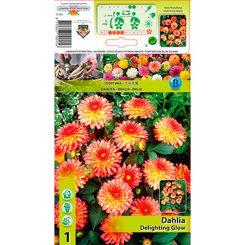 1 Stück, Dahlie Delighting Glow - Stauden: Ilość w opakowaniu: 1 Stück