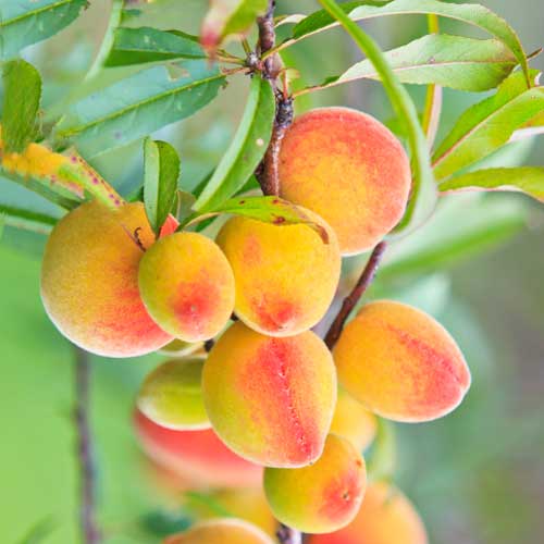 1 szt, Aprikose (columnar) Perla - Setzlinge: Ilość w opakowaniu: 1 szt