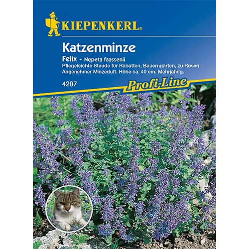 1 szt, Katzenminze Felix - Samen: Ilość w opakowaniu: 1 Stück