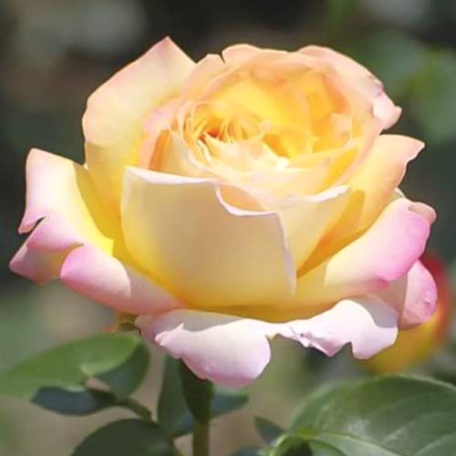 1 Pflanze(n), Großblumige Rose Gloria Dei - Setzlinge: Ilość w opakowaniu: 1 Pflanze(n)