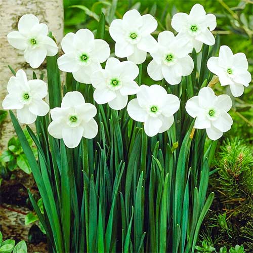 5 Stück, Narzisse Green Eyed Lady - Blumenzwiebeln: Ilość w opakowaniu: 5 Stück