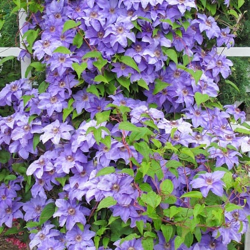 1 Pflanze(n), Clematis Blue Angel, P9 - Setzlinge: Ilość w opakowaniu: 1 Pflanze(n)