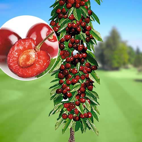 1 Pflanze(n), Säulensüßkirsche Queen Mary, С2 - Setzlinge: Ilość w opakowaniu: 1 Pflanze(n)