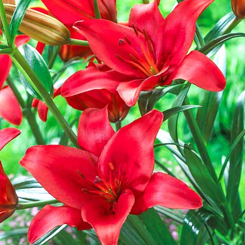 2 Stück, Lilie Gran Paradiso - Blumenzwiebeln: Ilość w opakowaniu: 2 Stück