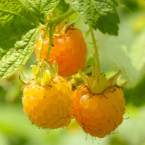 1 Pflanze(n), Himbeere Golden Queen (Ernte 2 Mal im Jahr), Р9 - Setzlinge: Ilość w opakowaniu: 1 Pflanze(n)