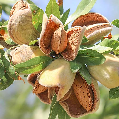 1 Pflanze(n), Mandel Ferragnes - Setzlinge: Ilość w opakowaniu: 1 Pflanze(n)