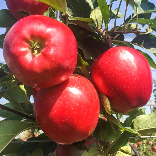 1 Pflanze(n), Apfel Gala Lord - Setzlinge: Ilość w opakowaniu: 1 Pflanze(n)