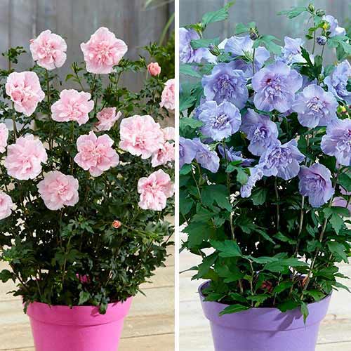 2 Stück, Tolles Angebot! Garteneibisch Chiffon, Set mit 2 Setzlingen - Stauden: Ilość w opakowaniu: 2 Stück