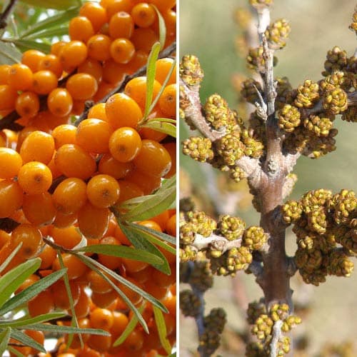 Sanddorn Orange Energy: männlich (1) + weiblich (1) - Setzlinge: Ilość w opakowaniu: 2 Pflanze(n)