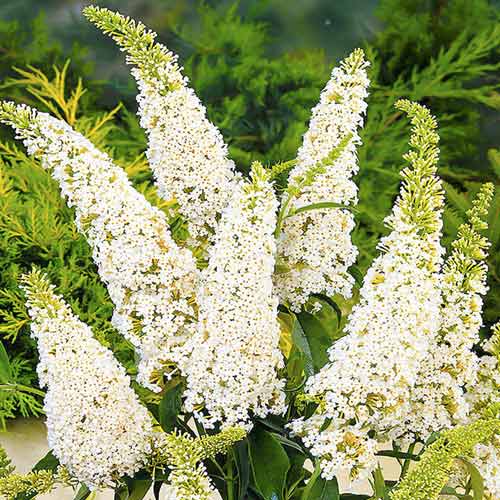1 Pflanze(n), Buddleia White Profusion, С2 - Setzlinge: Ilość w opakowaniu: 1 Pflanze(n)