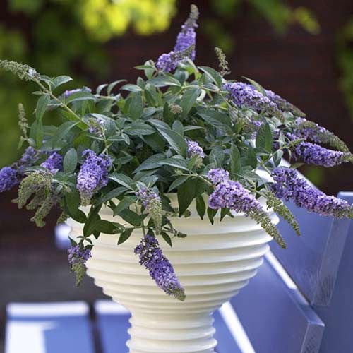 1 Pflanze(n), Buddleia Lilac Chip PBR, C3 - Setzlinge: Ilość w opakowaniu: 1 Pflanze(n)