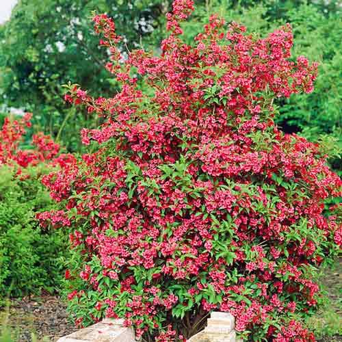 1 Pflanze(n), Weigelie Red Prince - Setzlinge: Ilość w opakowaniu: 1 Pflanze(n)