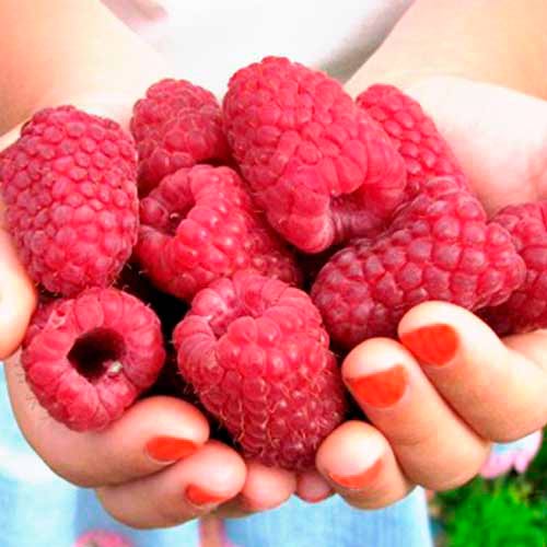 1 Pflanze(n), Himbeere Cascade Delight - Setzlinge: Ilość w opakowaniu: 1 Pflanze(n)