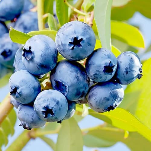 1 Pflanze(n), Heidelbeere Elizabeth, P9 - Setzlinge: Ilość w opakowaniu: 1 Pflanze(n)