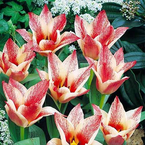 10 Stück, Tulpe Czaar Peter - Blumenzwiebeln: Ilość w opakowaniu: 10 Stück