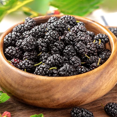 1 Pflanze(n), Schwarze Maulbeere, P9 - Setzlinge: Ilość w opakowaniu: 1 Pflanze(n)