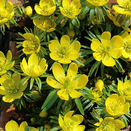 10 Stück, Winterlinge Cilicica - Blumenzwiebeln: Ilość w opakowaniu: 10 Stück