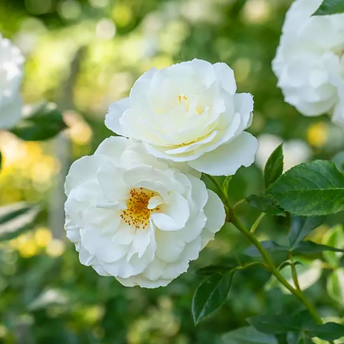 1 Pflanze(n), Rose Kristall Perle - Setzlinge: Ilość w opakowaniu: 1 Pflanze(n)