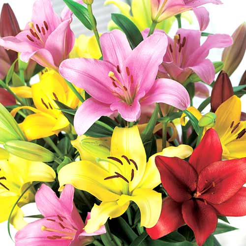 3 Stück, Lilie L.A., farbmischung - Blumenzwiebeln: Ilość w opakowaniu: 3 Stück