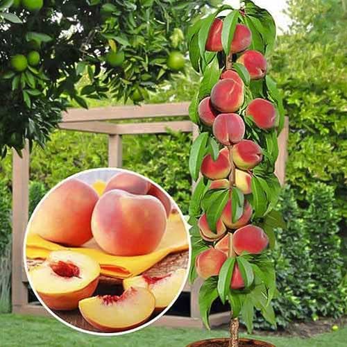 1 Pflanze(n), Säulenpfirsich Honey, С2 - Setzlinge: Ilość w opakowaniu: 1 Pflanze(n)