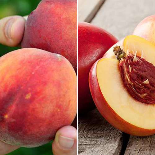 Tolles Angebot! Reichliche Ernte, Set mit 2 Setzlingen - Setzlinge: Ilość w opakowaniu: 2 Pflanze(n)