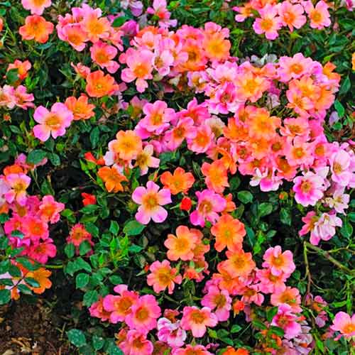 1 Pflanze(n), Großblütige Rose Happy Chappy , C5 - Setzlinge: Ilość w opakowaniu: 1 Pflanze(n)