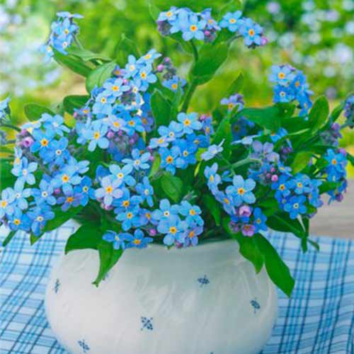 1 szt, Vergissmeinnicht Ocean Carpet - Samen: Ilość w opakowaniu: 1 Stück