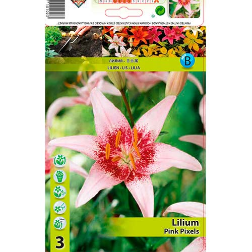 3 Stück, Lilie Pink Pixels - Blumenzwiebeln: Ilość w opakowaniu: 3 Stück