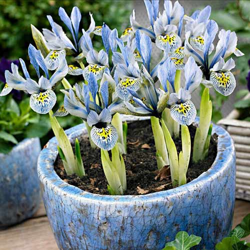 7 Stück, Geäderte Iris Katharine Hodgkin - Blumenzwiebeln: Ilość w opakowaniu: 7 Stück