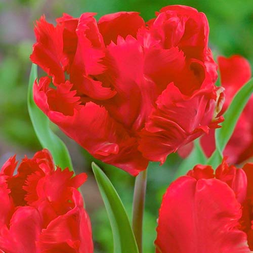 8 Stück, Tulpe Erna Lindgreen - Blumenzwiebeln: Ilość w opakowaniu: 8 Stück