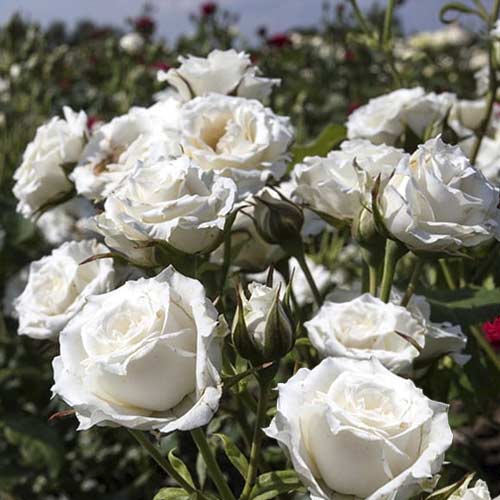 1 Pflanze(n), Rose mini Sсhnee Princess - Setzlinge: Ilość w opakowaniu: 1 Pflanze(n)