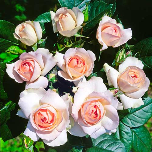 1 Pflanze(n), Strauchrose Rose Sans Souci , C5 - Setzlinge: Ilość w opakowaniu: 1 Pflanze(n)