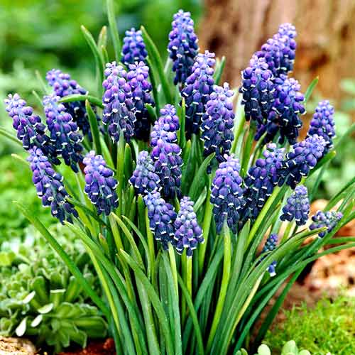 10 Stück, Traubenhyazinthe Neclectum - Blumenzwiebeln: Ilość w opakowaniu: 10 Stück