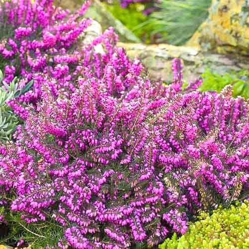 1 Stück, Winterblühende Heide Kramer's Rote - Stauden: Ilość w opakowaniu: 1 Stück