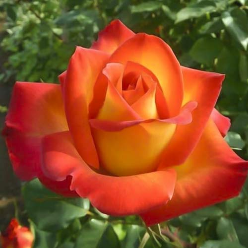 1 Pflanze(n), Großblumige Rose Prestige de Lyon - Setzlinge: Ilość w opakowaniu: 1 Pflanze(n)