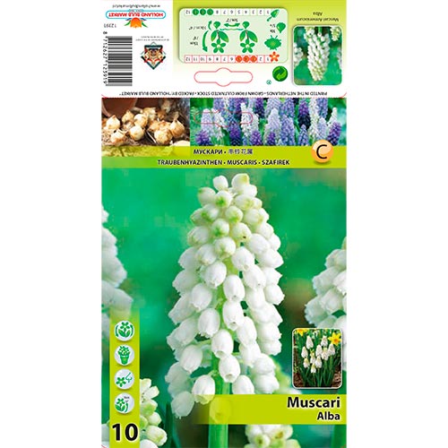 10 Stück, Traubenhyazinthe Alba - Blumenzwiebeln: Ilość w opakowaniu: 10 Stück