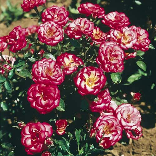 1 Pflanze(n), Rose mini Sweet Symphony - Setzlinge: Ilość w opakowaniu: 1 Pflanze(n)