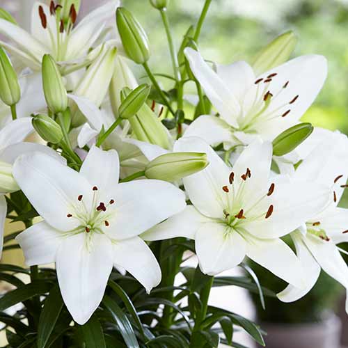 2 Stück, Lilie Navona - Blumenzwiebeln: Ilość w opakowaniu: 2 Stück