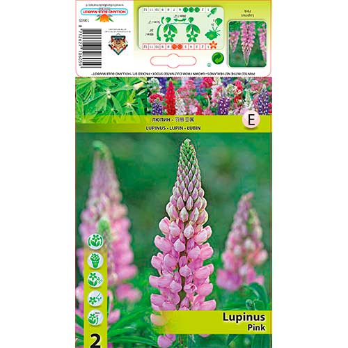 2 Stück, Lupine Pink - Stauden: Ilość w opakowaniu: 2 Stück
